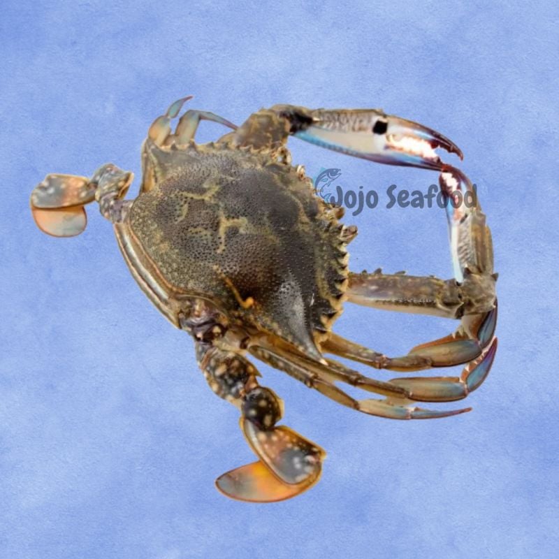 Blue Swimmer Crab