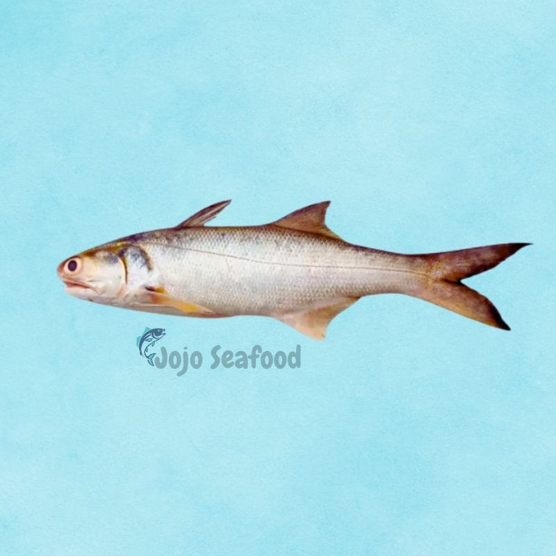 White Indian Salmon – Rawas