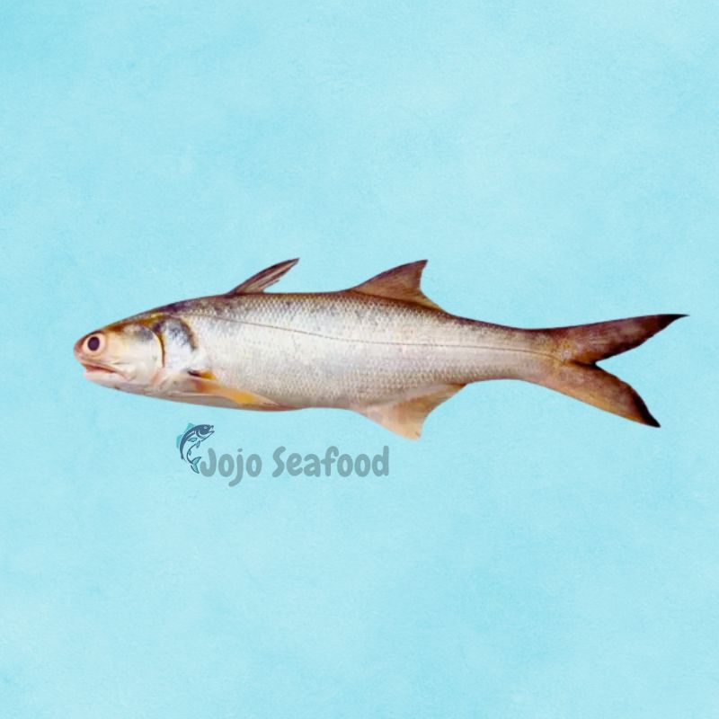 Fresh Seafood Online | JoJo Seafood Pakistan
