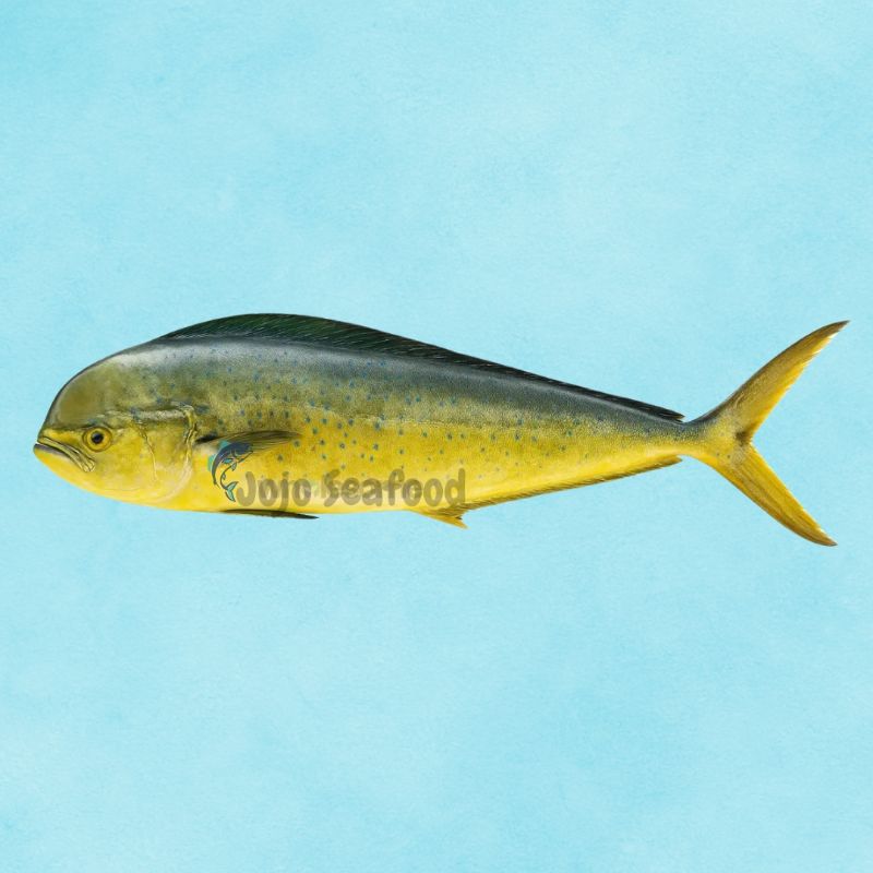 Mahi Mahi - Amroos