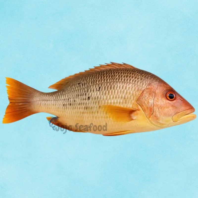 Red Snapper – Heera