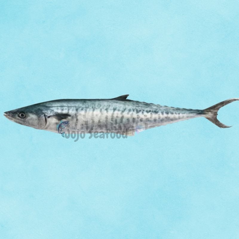 King Mackerel – Surmai