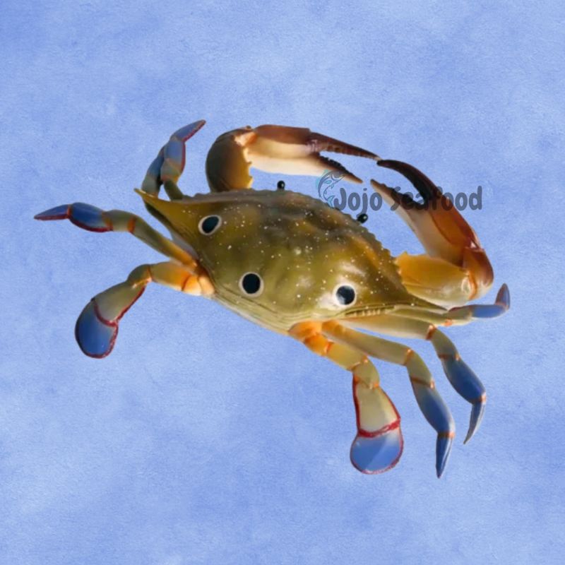Three-spot Swimming Crab