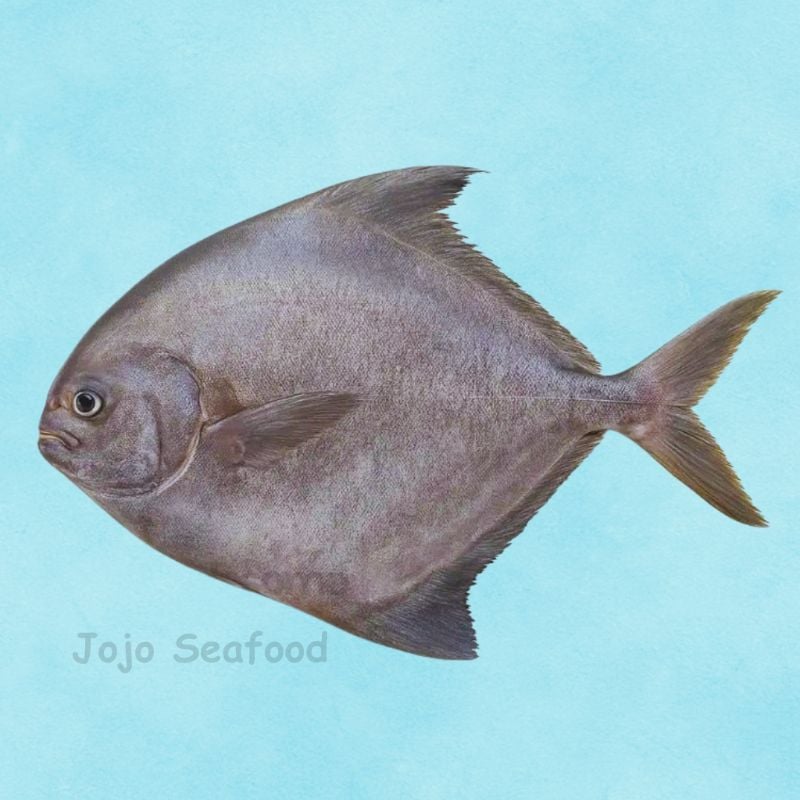 Black Pomfret Kala Paplet