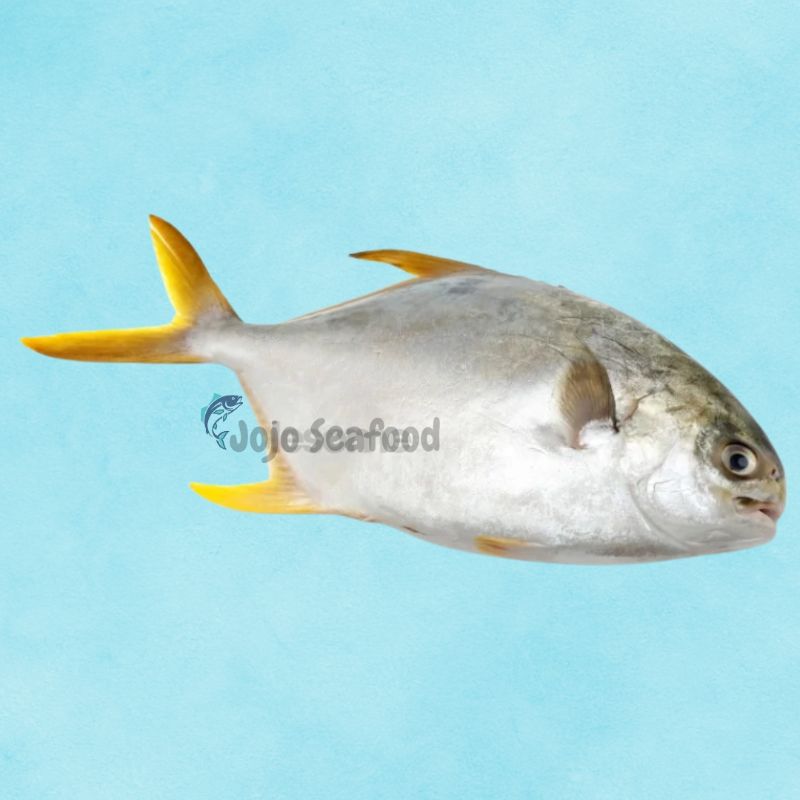 Pompano – Sonab