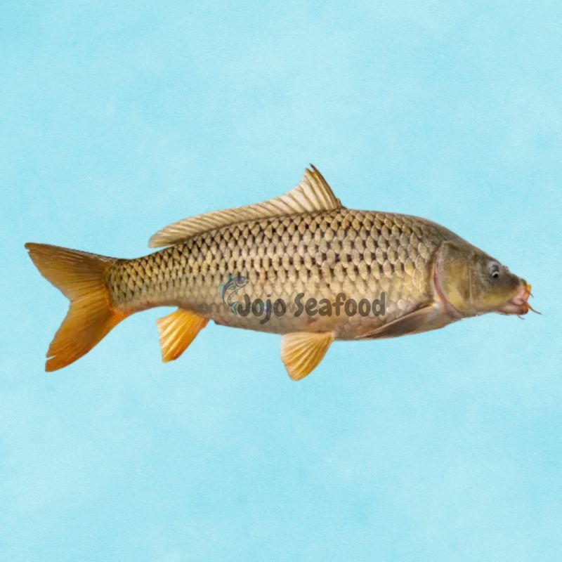 Common Carp (Gulfam)