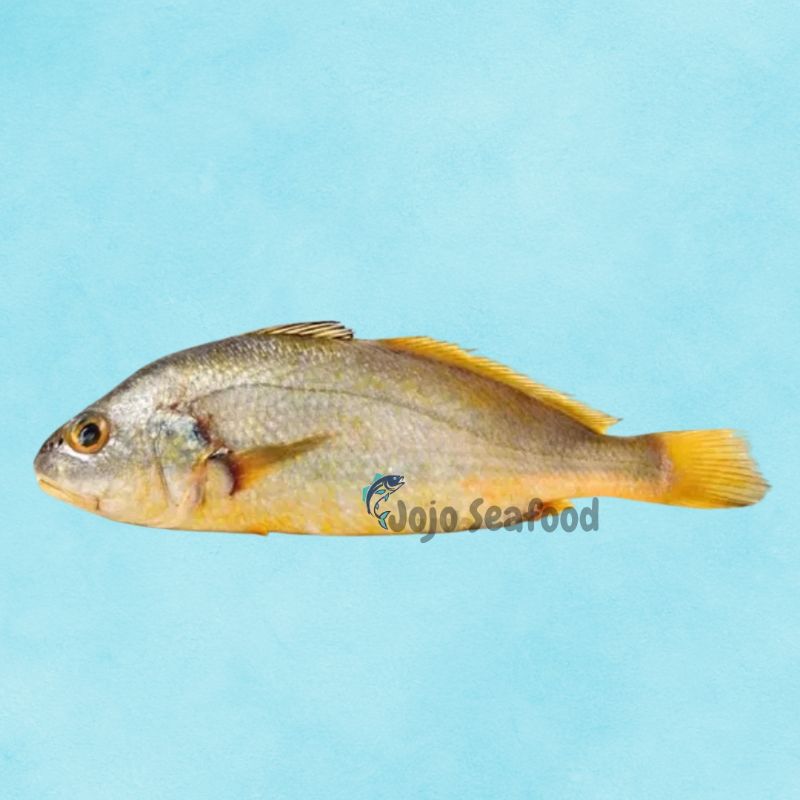 Bengal Corvina – Goli Mushka
