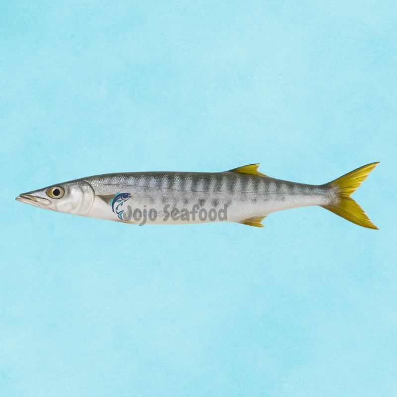 White Barracuda