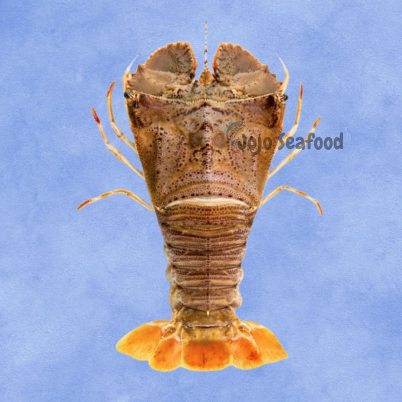 Flathead Lobster
