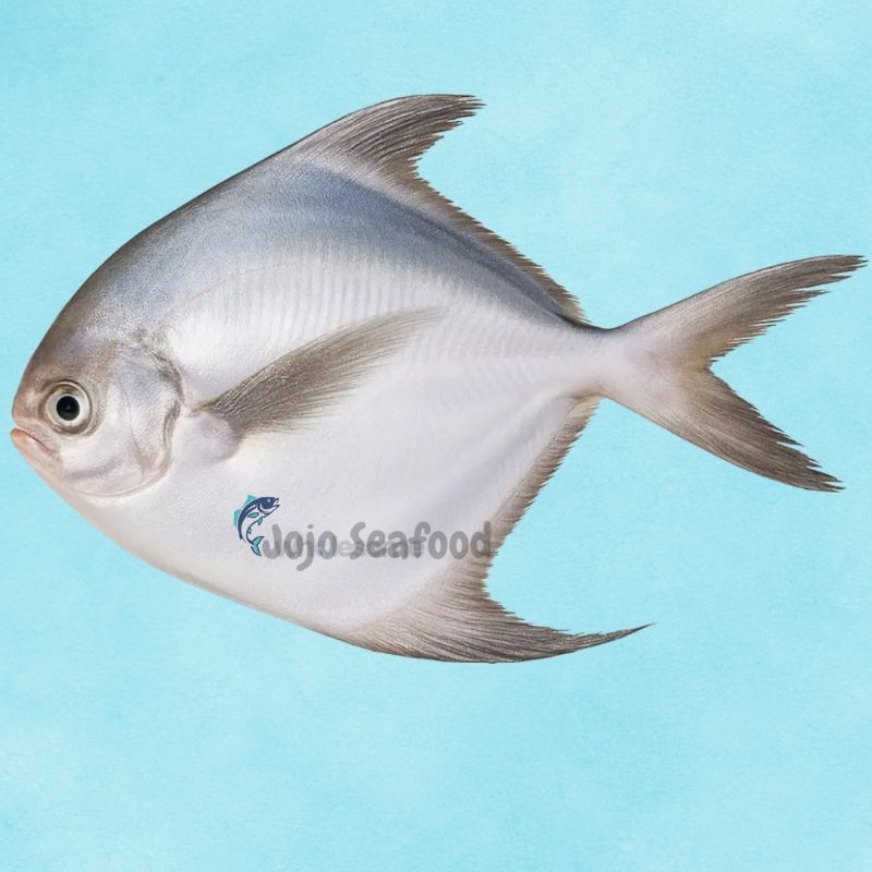 White Pomfret - Safaid Paplet