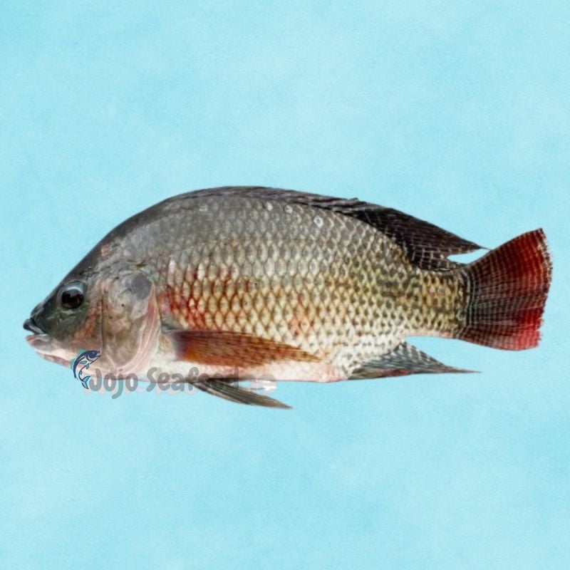 Tilapia (Daiyya/Chirra)