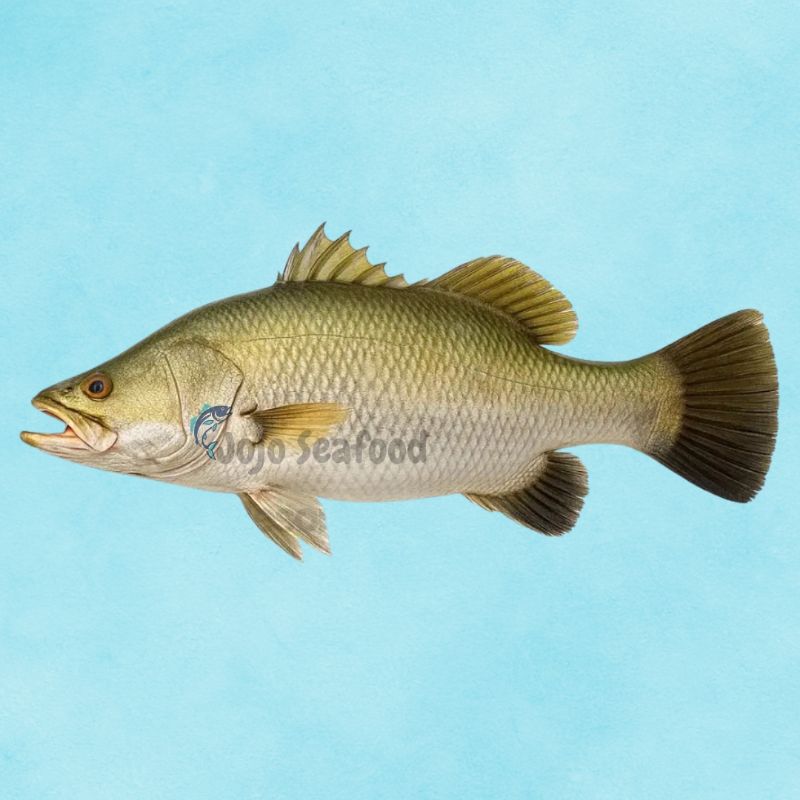 Barramundi – Dangri