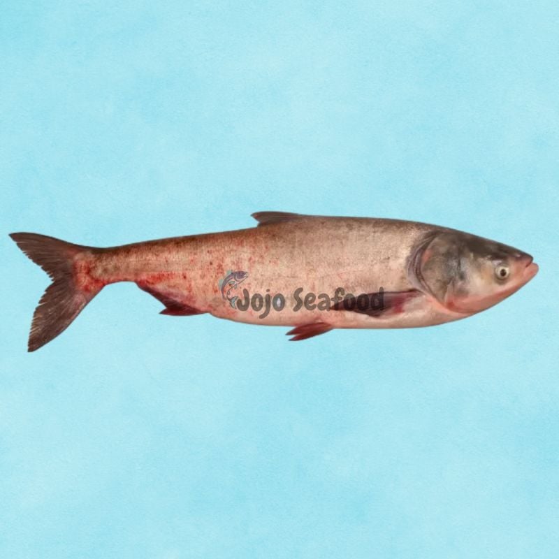 Silver Carp (Silver)