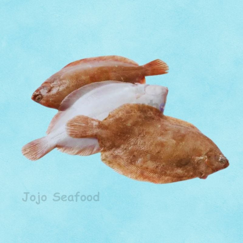 Lemon Sole – Gole Sole