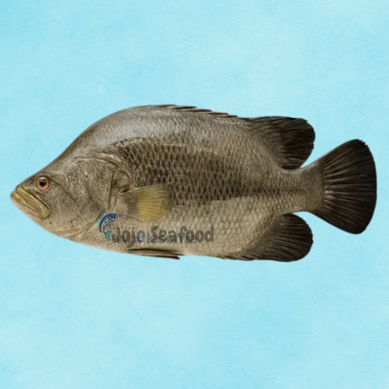 Tripletail Fish – Dai