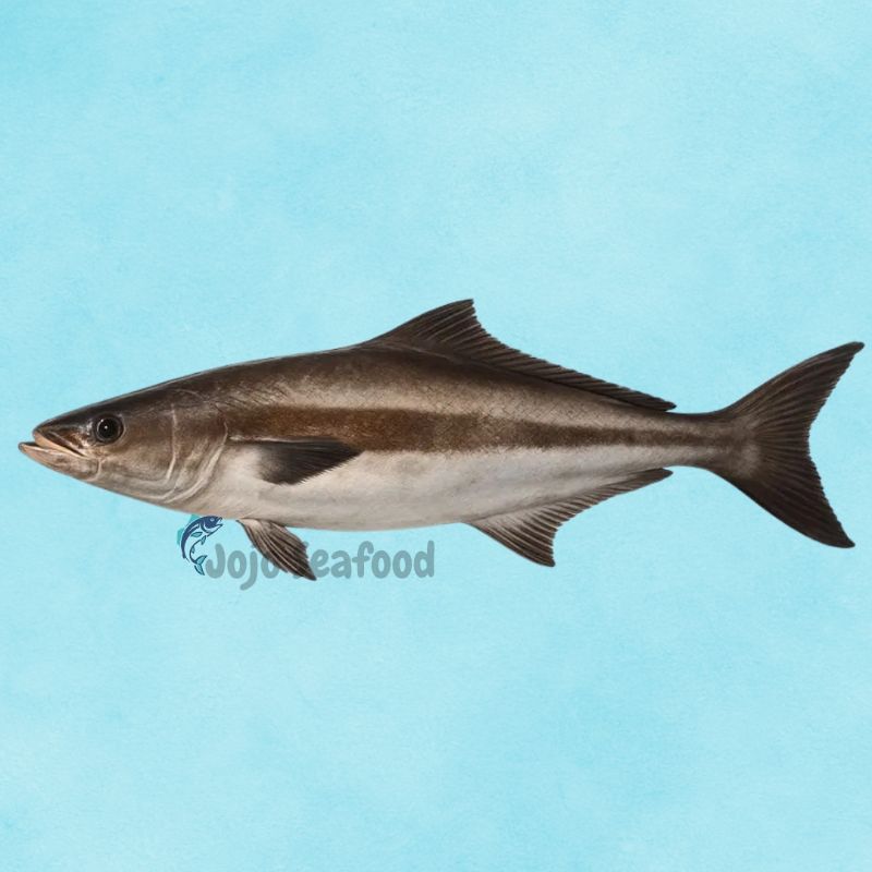 Cobia – Sanghra