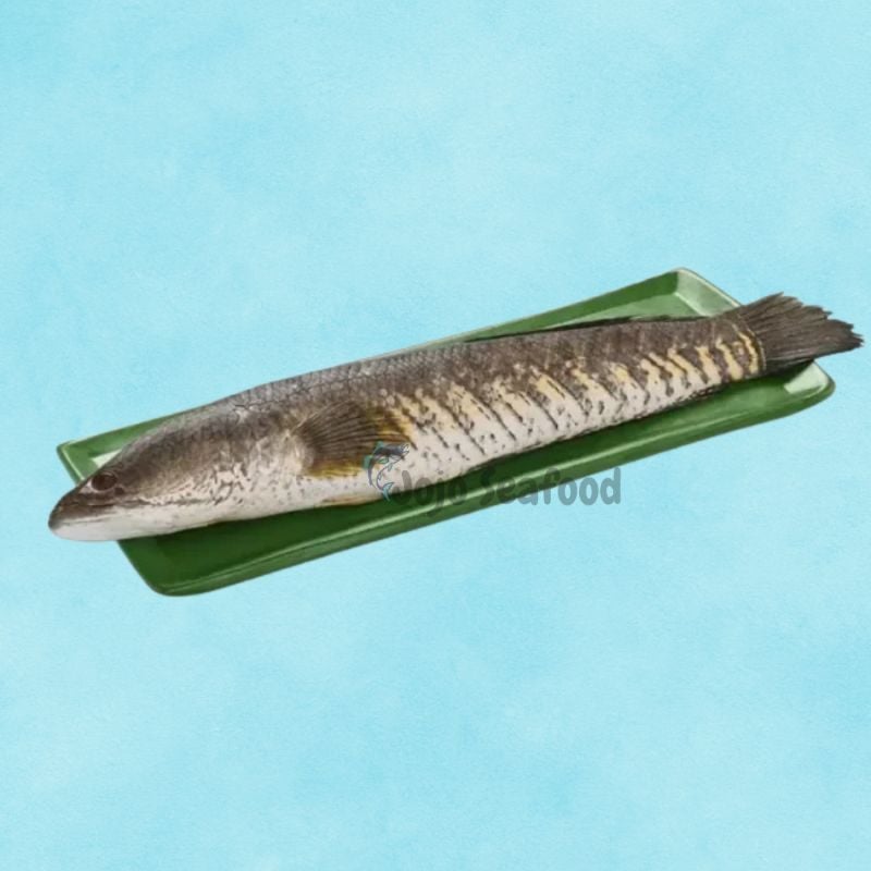 Rohu Carp (Rahu)