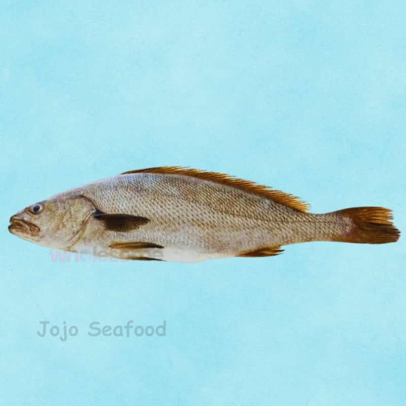 Japanese Meagre – Sua