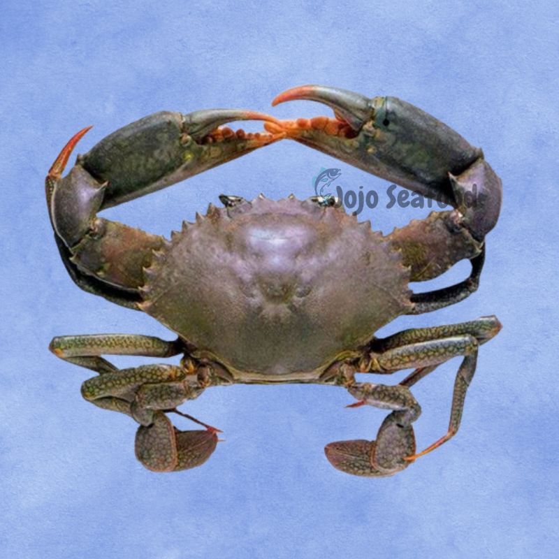 Mud Crab