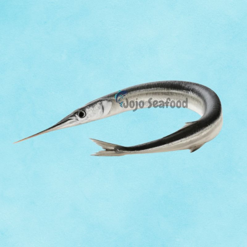 Needle Fish – Kanghi