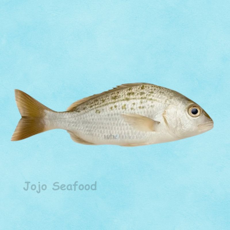 Javelin Grunter – Dhotar