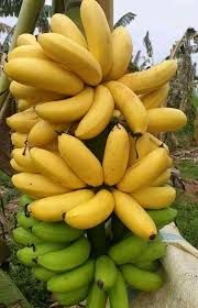 Banane