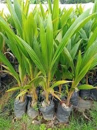 Cocotiers