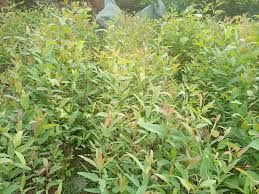 Eucalyptus