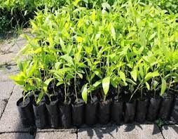 Alcacia