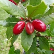 fruit miracre/Arbre