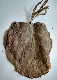 মতিহার পাতা