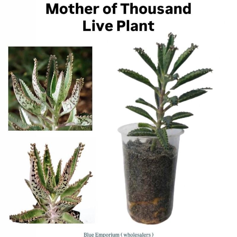 Mother Of Thousand LIVE Plant