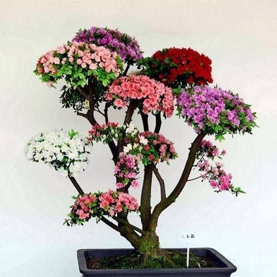 Rainbow Azalea Annual Tree Seeds
