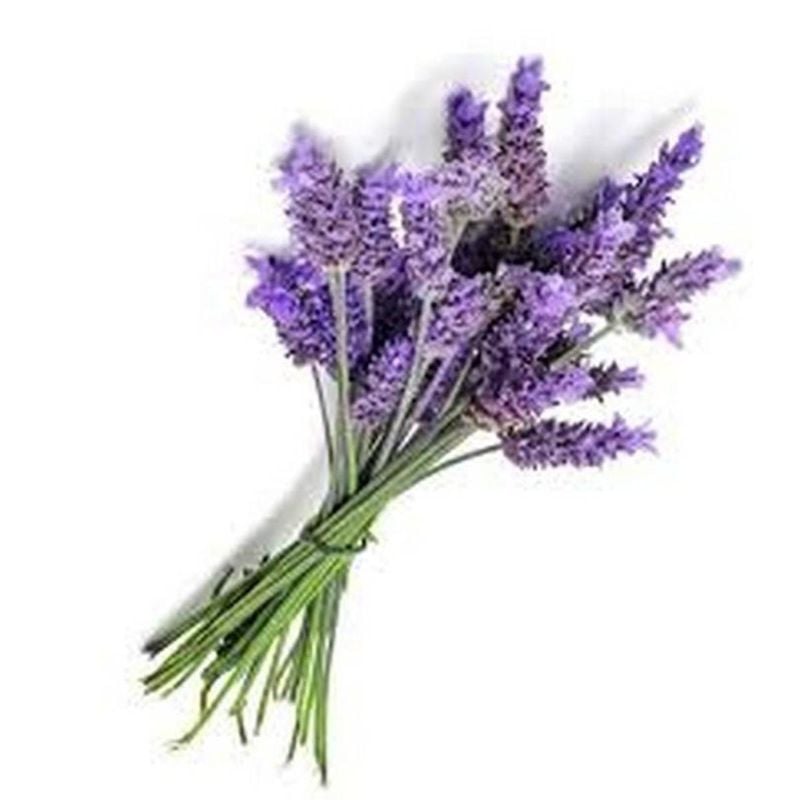 Lavender Seeds ( Herbs Seeds)