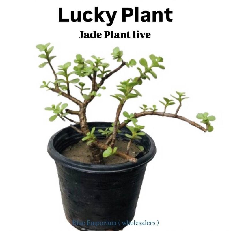 Lucky Jade Live Plant - Best Indoor Air purifier succulent plant