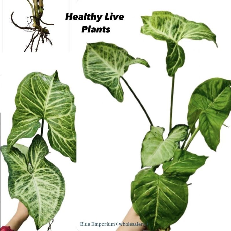 Live Syngonium Plant ( large ) - Arrowhead Plant live - Beautiful Rooted Healthy Plant  ( 1-2 ft )