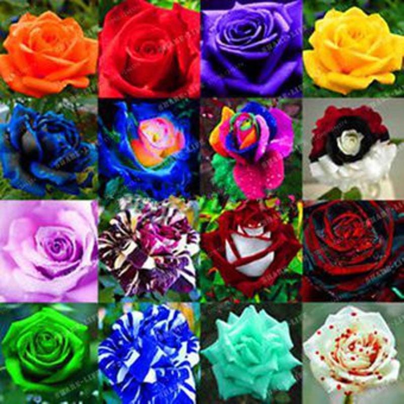 Mix Rose Flowers Plants Seeds