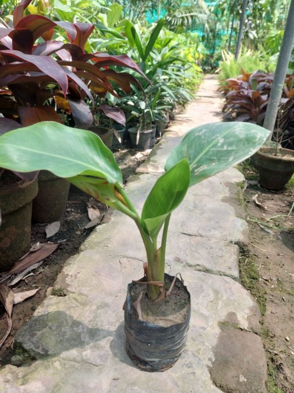 Bird of Paradise live Plant indoor beautiful flowering plant a symbol of luck