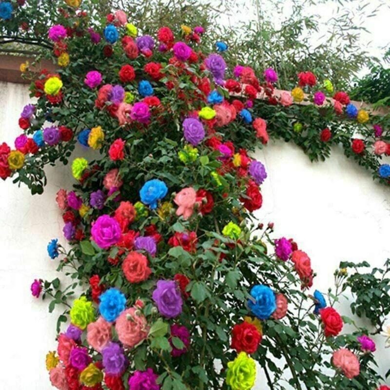 Climbing Rose Multi Color Flower Seeds