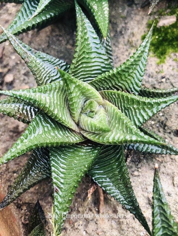 HOWARTHIA Limifolia Spirals ( unique specie ) Live Howarthia plant - indoor succulent plant