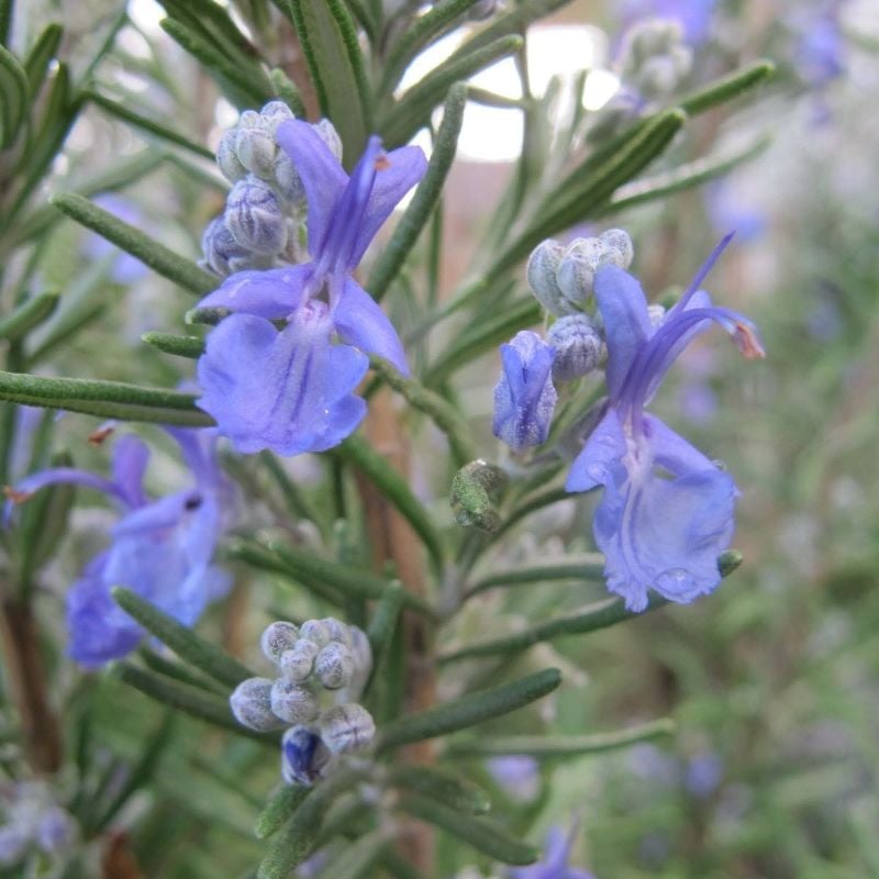 Rosemary Herb Seeds Home Kitchen Gardening Seeds