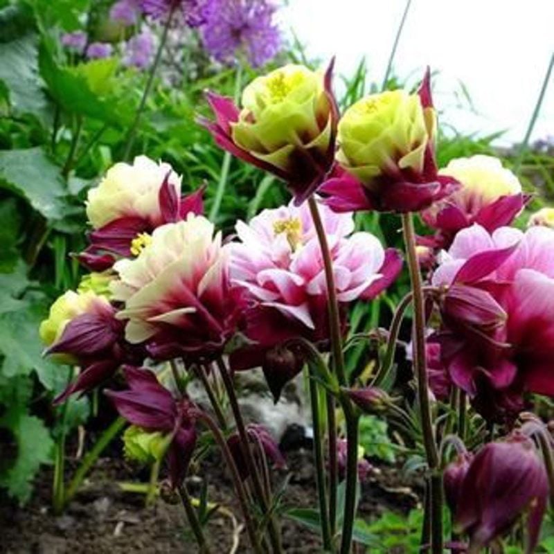 Vulgaris Aquilegia Columbine Flower Seeds