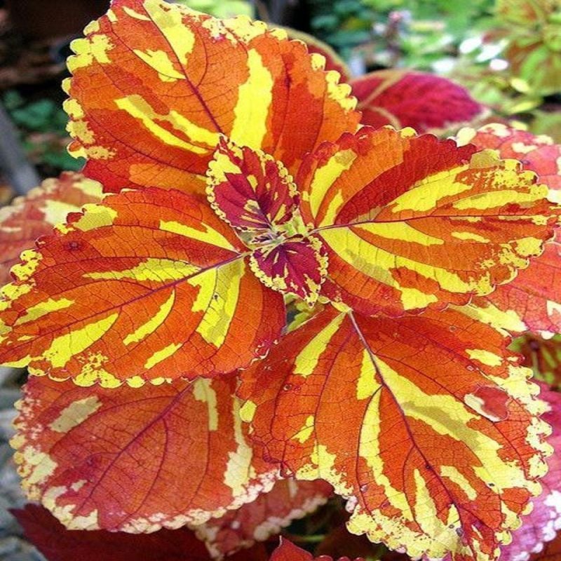 Cooper Splash Coleus Plant Seeds