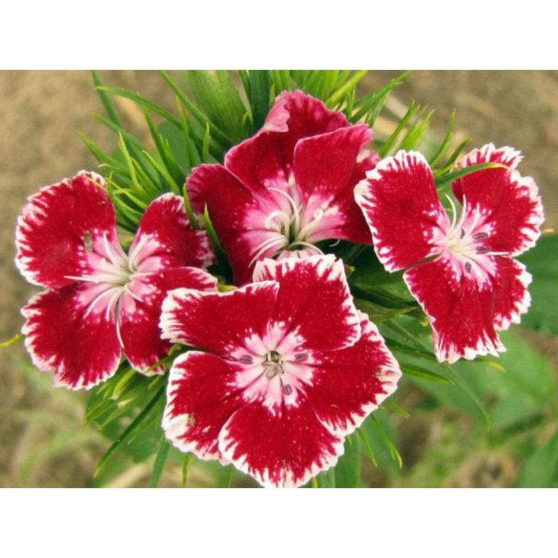 Trueannualis Flowers Plants Mix Seeds