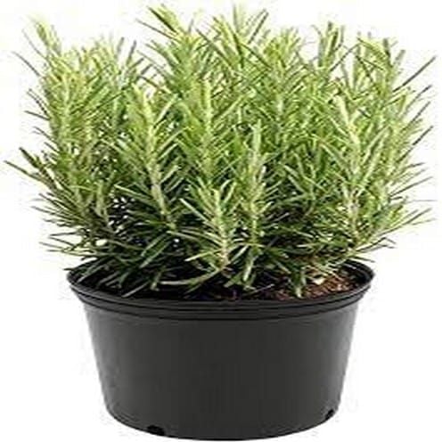 Rosemary Seeds F1 Herb seeds For Winters