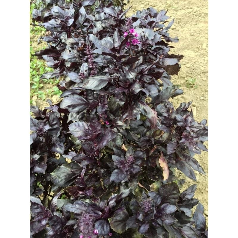 Red Niaz Bo Basil Herb Seeds - Home Kitchen Gardening