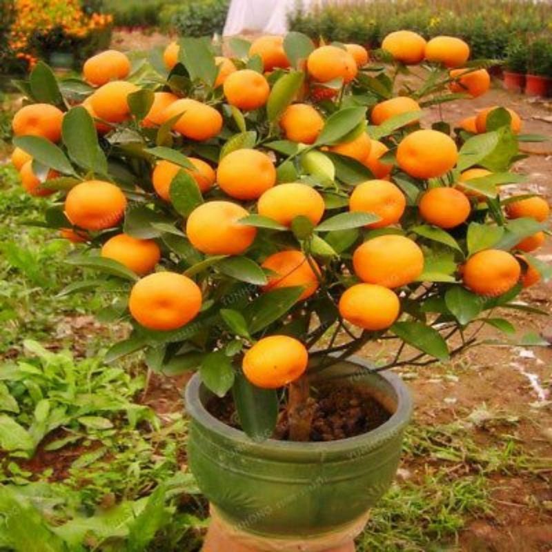 Dwarf Orange Fruit Tree Seeds