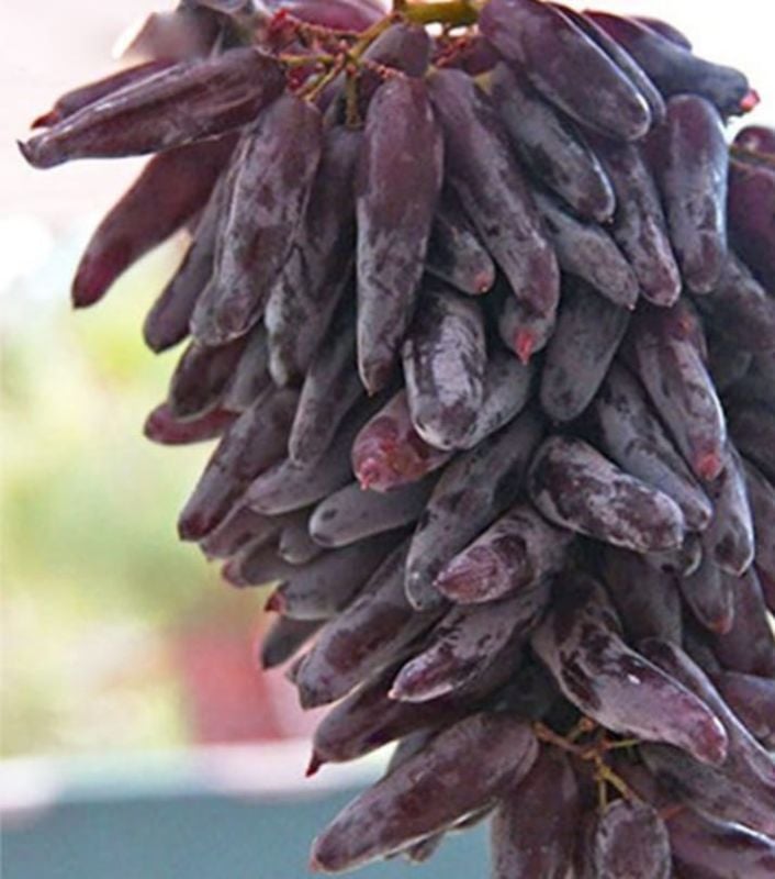 Finger Grapes Fruit Plants Seeds
