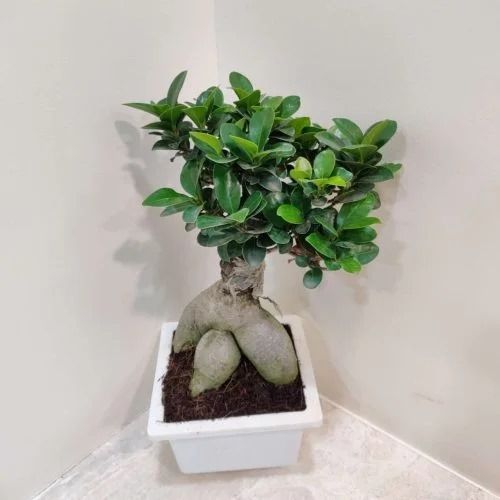 Starter Bonsai Ficus Microcarpa live plant sapling