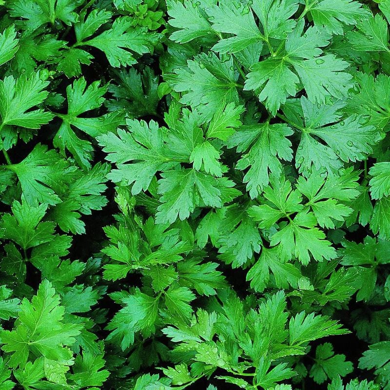 Herb – Parsley Italian Flat - Home Kitchen Gardening Seeds